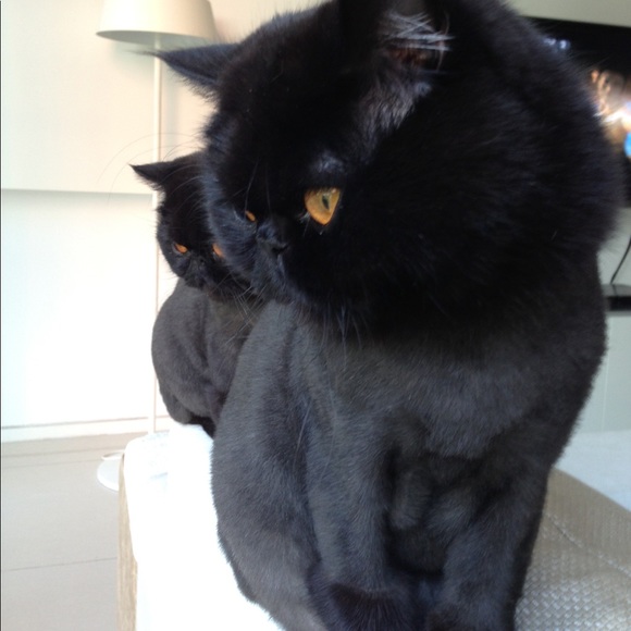 Meet your Posher - Picture 3 of 3